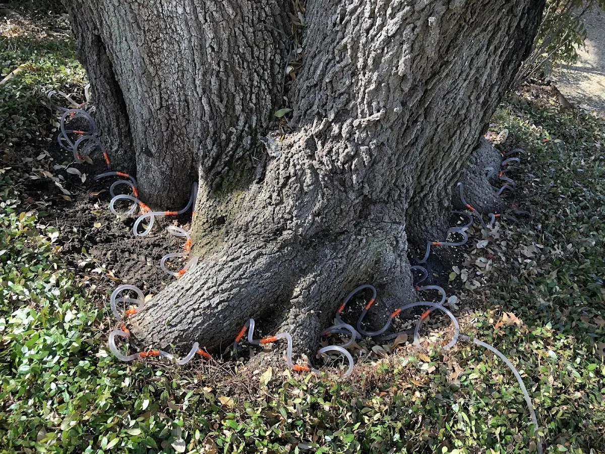 Detailed Tree Cabling and Bracing job site in Marthaville